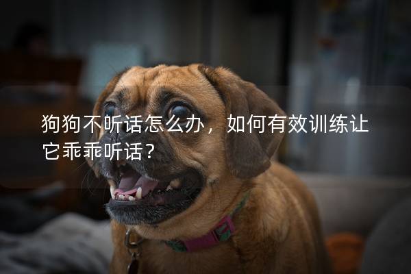 狗狗不听话怎么办，如何有效训练让它乖乖听话？