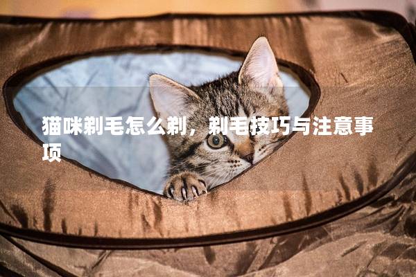 猫咪剃毛怎么剃，剃毛技巧与注意事项