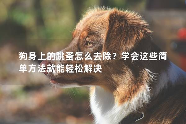 狗身上的跳蚤怎么去除?学会这些简单方法就能轻松解决 狗身上的跳蚤怎么去除?学会这些简单方法就能轻松解决