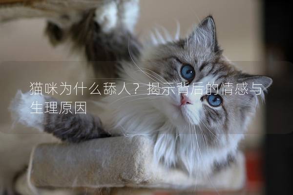 猫咪为什么舔人？揭示背后的情感与生理原因