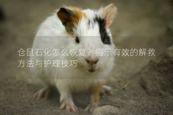 仓鼠石化怎么恢复？揭示有效的解救方法与护理技巧
