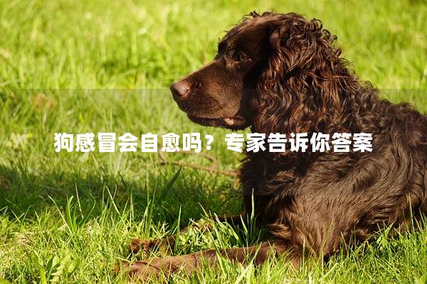 狗感冒会自愈吗？专家告诉你答案