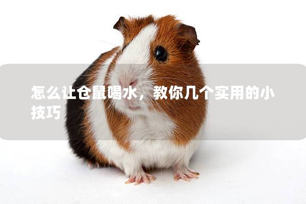 怎么让仓鼠喝水，教你几个实用的小技巧
