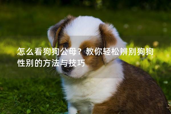 怎么看狗狗公母？教你轻松辨别狗狗性别的方法与技巧