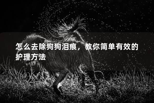 怎么去除狗狗泪痕,教你简单有效的护理方法 怎么去除狗狗泪痕,教你简单有效的护理方法