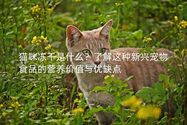 猫咪冻干是什么？了解这种新兴宠物食品的营养价值与优缺点