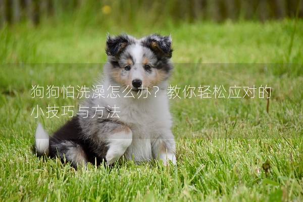 狗狗怕洗澡怎么办？教你轻松应对的小技巧与方法