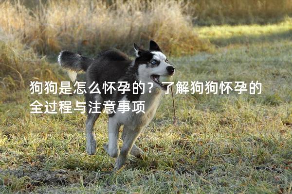 狗狗是怎么怀孕的？了解狗狗怀孕的全过程与注意事项