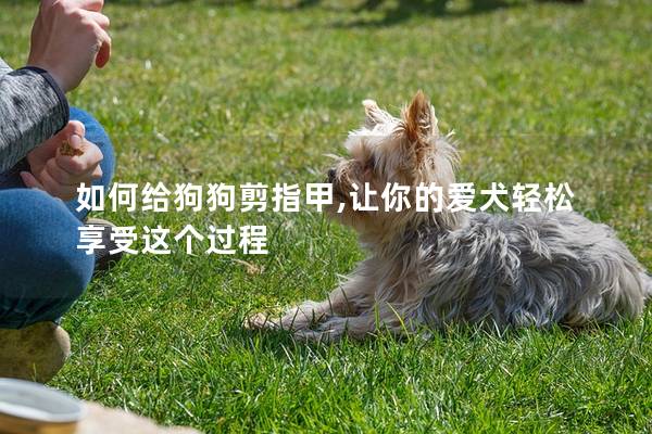 如何给狗狗剪指甲,让你的爱犬轻松享受这个过程
