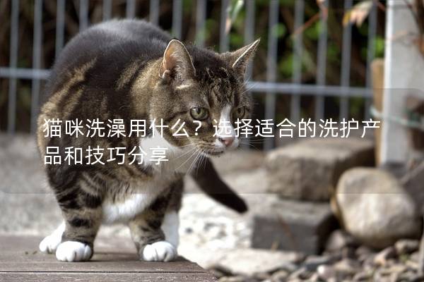 猫咪洗澡用什么？选择适合的洗护产品和技巧分享