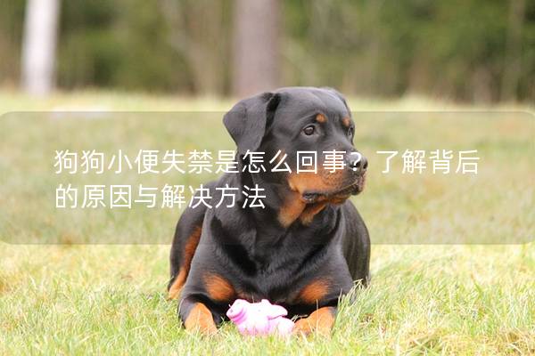 狗狗小便失禁是怎么回事？了解背后的原因与解决方法