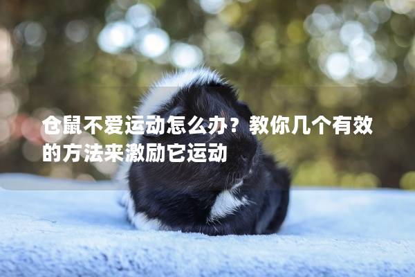 仓鼠不爱运动怎么办？教你几个有效的方法来激励它运动