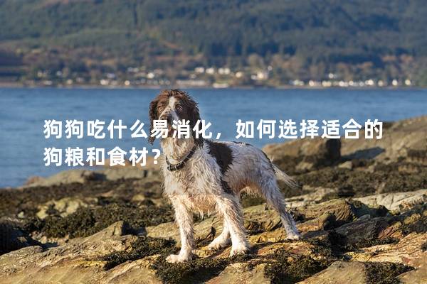 狗狗吃什么易消化，如何选择适合的狗粮和食材？