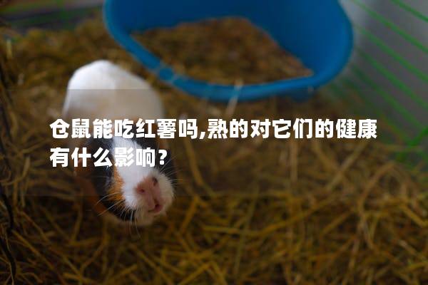 仓鼠能吃红薯吗,熟的对它们的健康有什么影响？