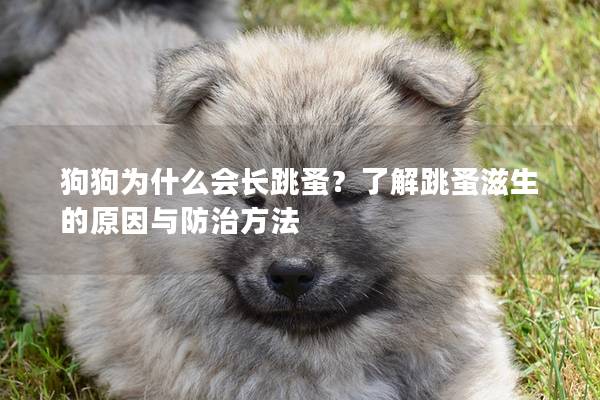 狗狗为什么会长跳蚤？了解跳蚤滋生的原因与防治方法