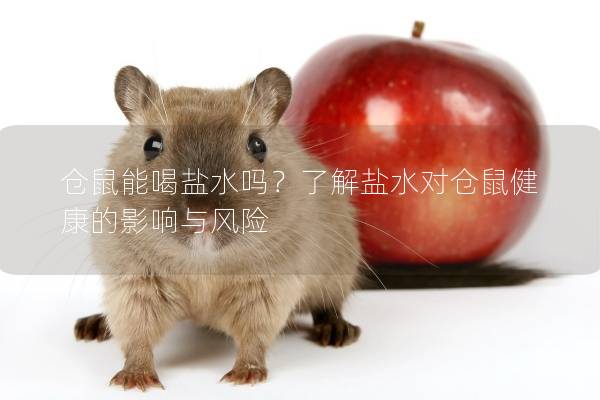 仓鼠能喝盐水吗?了解盐水对仓鼠健康的影响与风险 仓鼠能喝盐水吗?了解盐水对仓鼠健康的影响与风险
