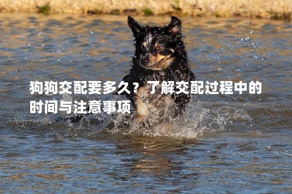 狗狗交配要多久？了解交配过程中的时间与注意事项