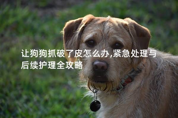 让狗狗抓破了皮怎么办,紧急处理与后续护理全攻略