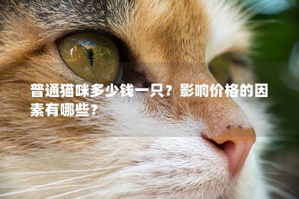普通猫咪多少钱一只?影响价格的因素有哪些? 普通猫咪多少钱一只?影响价格的因素有哪些?