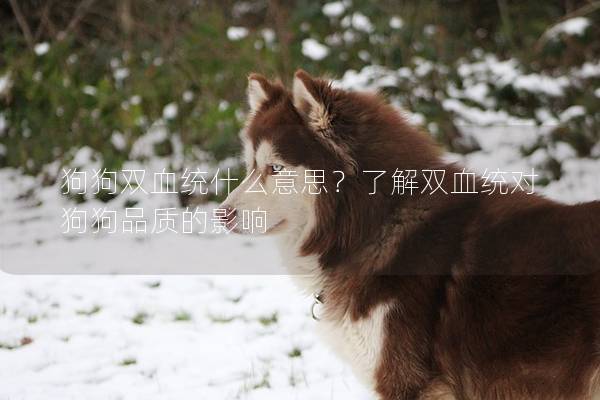 狗狗双血统什么意思？了解双血统对狗狗品质的影响