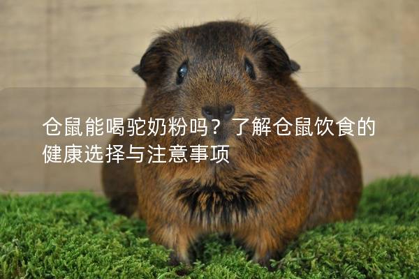 仓鼠能喝驼奶粉吗？了解仓鼠饮食的健康选择与注意事项