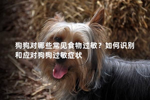 狗狗对哪些常见食物过敏？如何识别和应对狗狗过敏症状