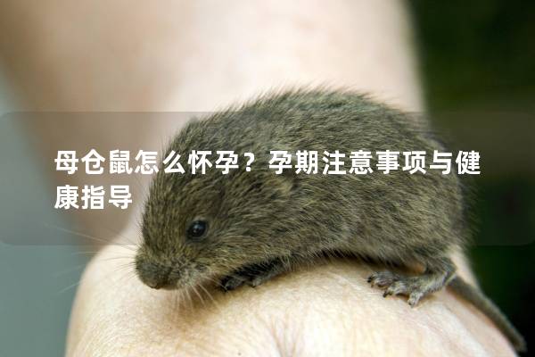 母仓鼠怎么怀孕？孕期注意事项与健康指导
