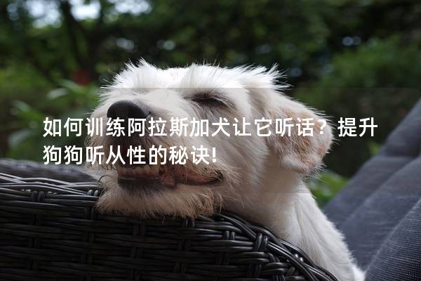 如何训练阿拉斯加犬让它听话？提升狗狗听从性的秘诀!