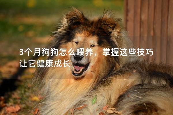 3个月狗狗怎么喂养，掌握这些技巧让它健康成长