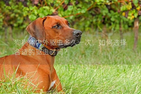 狗狗体内外驱虫多久一次，如何选择合适的驱虫时间？