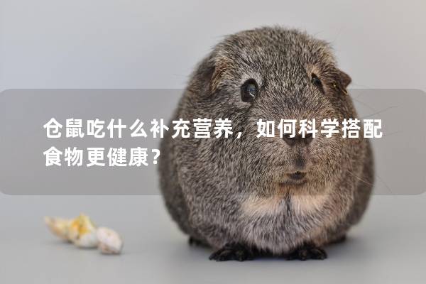仓鼠吃什么补充营养，如何科学搭配食物更健康？