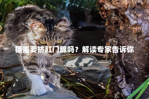 猫需要挤肛门腺吗？解读专家告诉你