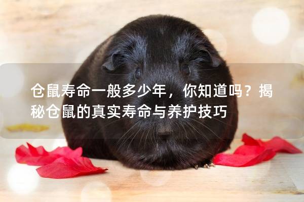 仓鼠寿命一般多少年，你知道吗？揭秘仓鼠的真实寿命与养护技巧