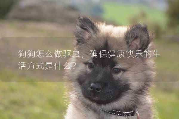 狗狗怎么做驱虫，确保健康快乐的生活方式是什么？