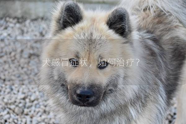犬感冒症状，如何治疗？