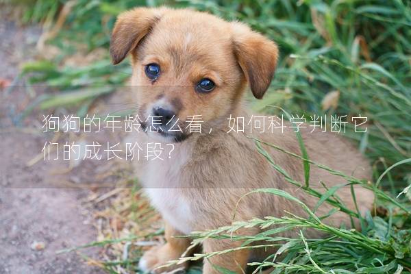 狗狗的年龄怎么看，如何科学判断它们的成长阶段？