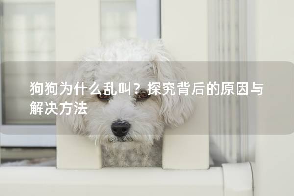 狗狗为什么乱叫?探究背后的原因与解决方法 狗狗为什么乱叫?探究背后的原因与解决方法
