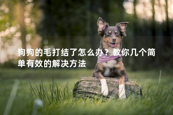 狗狗的毛打结了怎么办？教你几个简单有效的解决方法