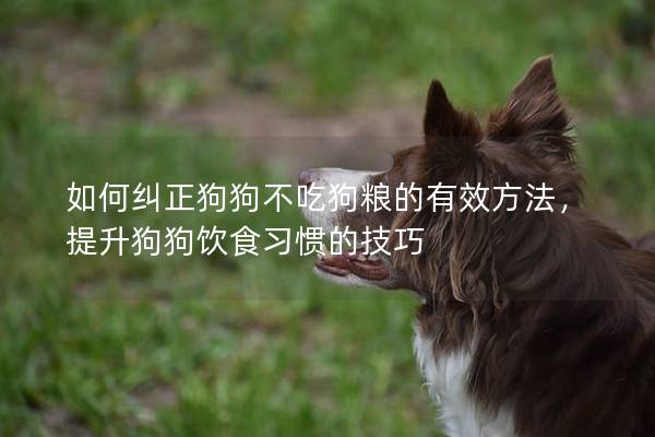 如何纠正狗狗不吃狗粮的有效方法，提升狗狗饮食习惯的技巧