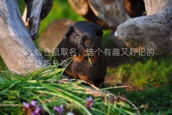 怎么给仓鼠取名，选个有趣又好记的名字技巧分享