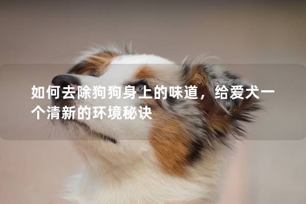 如何去除狗狗身上的味道，给爱犬一个清新的环境秘诀