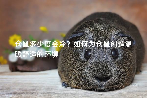 仓鼠多少度会冷?如何为仓鼠创造温暖舒适的环境 仓鼠多少度会冷?如何为仓鼠创造温暖舒适的环境