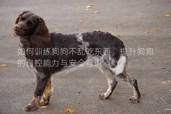 如何训练狗狗不乱吃东西，提升狗狗的自控能力与安全意识
