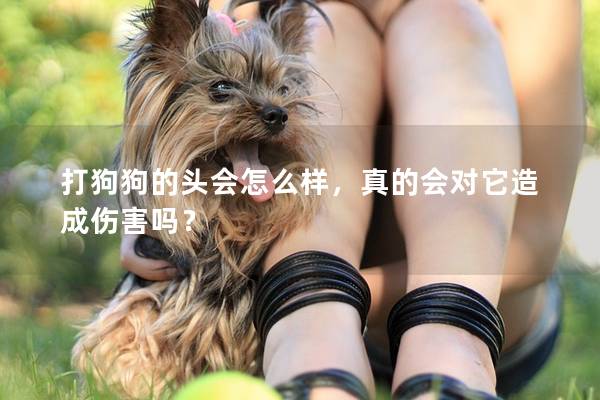 打狗狗的头会怎么样，真的会对它造成伤害吗？