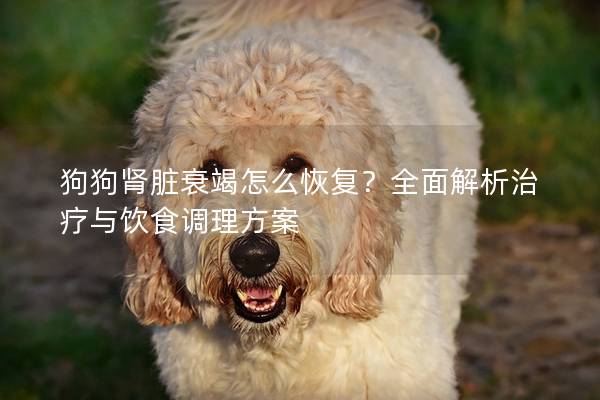 狗狗肾脏衰竭怎么恢复？全面解析治疗与饮食调理方案