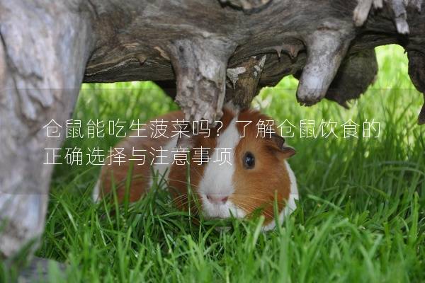 仓鼠能吃生菠菜吗？了解仓鼠饮食的正确选择与注意事项