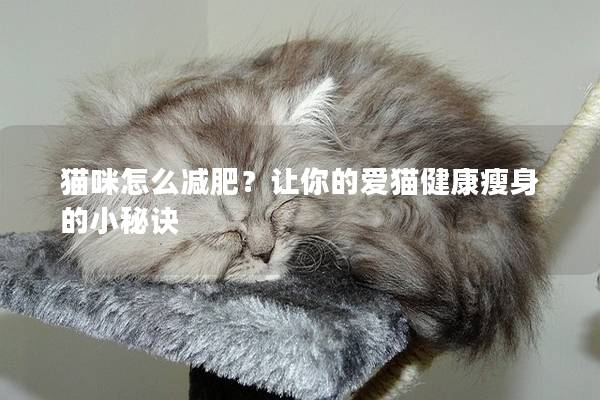 猫咪怎么减肥？让你的爱猫健康瘦身的小秘诀