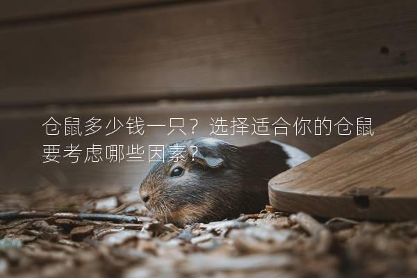 仓鼠多少钱一只？选择适合你的仓鼠要考虑哪些因素？