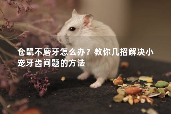 仓鼠不磨牙怎么办？教你几招解决小宠牙齿问题的方法