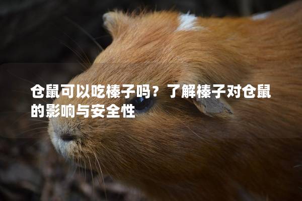 仓鼠可以吃榛子吗？了解榛子对仓鼠的影响与安全性
